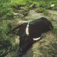 Vacas muertas como consecuencia de los gases. Wikimedia Commons